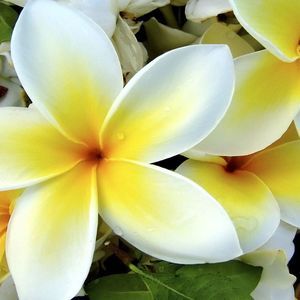 Meet your Posher, Lorenda